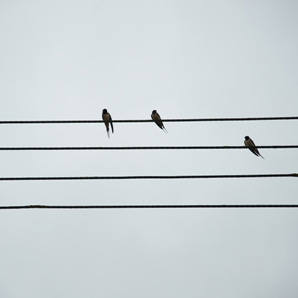 swallows_on_wire