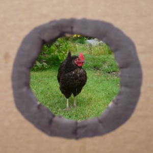 web_framing_hen