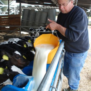 web_lnfys_-_feeding_calves_with_milk