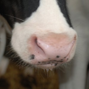 web_lnfys_-_wet_calf_nose